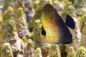 Coral Reef Prints: A juvenile brown tang (Zebrasoma scopas)