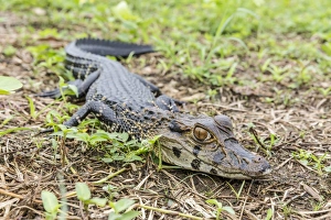 San Francisco Village Prints: A juvenile captive black caiman (Caiman niger), San Francisco Village, Loreto, Peru