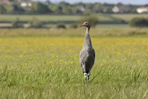 Crane Prints: Juvenile Common crane (Eurasian cranes) (Grus grus) released by the Great Crane Project on the Somerset Levels