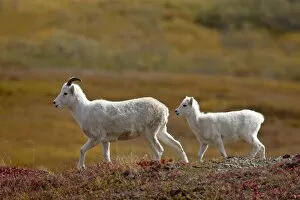 Juvenile Dall Sheep (Ovis dalli) and lamb among fall color, Denali National Park