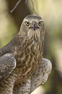 Goshawks Prints: Juvenile dark chanting goshawk (Melierax metabates), Kgalagadi Transfrontier Park
