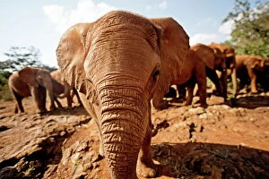 Large Group Of Animals Gallery: Juvenile elephants (Loxodonta africana) at the David Sheldrick Elephant Orphanage