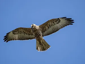 Ecuador Gallery: A juvenile Galapagos hawk (Buteo galapagoensis) in flight, Fernandina Island, Galapagos