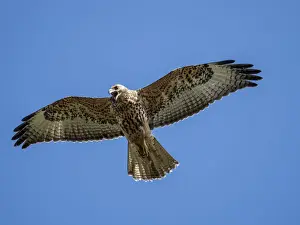 Spread Wings Prints: A juvenile Galapagos hawk (Buteo galapagoensis) in flight, Fernandina Island, Galapagos