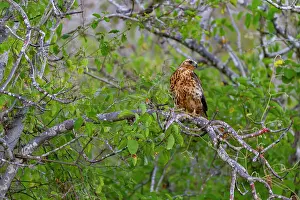 Animal Kingdom Prints: Juvenile Galapagos hawk (Buteo galapagoensis) in the Galapagos Island Archipelago