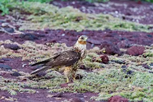 Natural History Prints: Juvenile Galapagos hawk (Buteo galapagoensis) in the Galapagos Island Archipelago