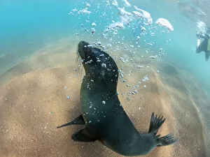 Ecuador Gallery: Juvenile Galapagos sea lion (Zalophus wollebaeki) underwater on Rabida Island, Galapagos