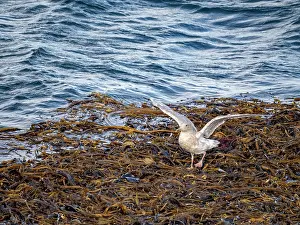 Alaska Prints: Juvenile glaucous gull resting on kelp in the Bering Sea near the Baby Islands in Alaska