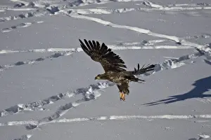 Eagle Prints: Juvenile golden eagle (Aquila chrysaetos) in flight over snow in the winter, Yellowstone