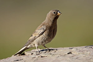 Images Dated 16th August 2008: Juvenile gray-crowned rosy-finch (Leucosticte tephrocotis), Glacier National Park