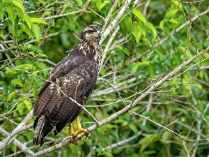 Raptor Prints: A juvenile great black hawk, Buteogallus urubitinga