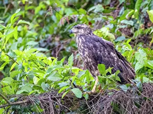 Avifauna Prints: A juvenile great black hawk, Buteogallus urubitinga