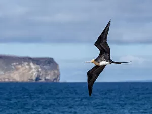 Ecuador Gallery: A juvenile great frigatebird (Fregata minor) in flight on North Seymour Island, Galapagos