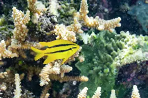 A juvenile Indo-Pacific yellowtail damsel (Neoglyphidodon nigroris), on the reef off Bangka Island, Indonesia, Southeast Asia