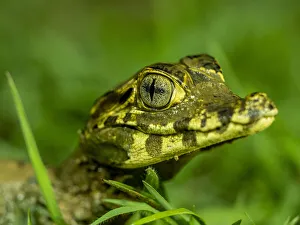 Pantanal Prints: A juvenile jacare caiman (Caiman yacare)