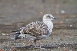 Antarctic Prints: Juvenile kelp gull resting on the shore at Port Foster in Deception Island