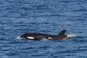 Loss Prints: Juvenile killer whale with a missing dorsal fin surfaces in the waters off Baja California Sur in Mexico