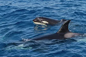 Health Prints: Juvenile killer whale surfaces in Cabo Corso with a missing dorsal fin in Baja California Sur