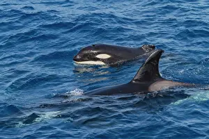 Health Prints: Juvenile killer whale surfaces with missing dorsal fin in ocean waters near Cabo Corso