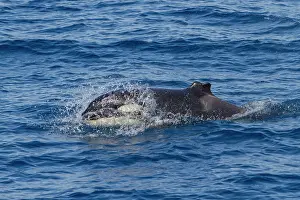 Health Prints: Juvenile killer whale surfacing with a missing dorsal fin in Baja California Sur Mexico
