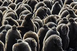 Young Animals Prints: Juvenile king penguins (Aptenodytes patagonicus) at breeding colony at Salisbury Plain