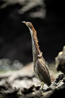 Ecuador Prints: Juvenile Lava Heron, Isla Bartholome, Galapagos Islands, Ecuador
