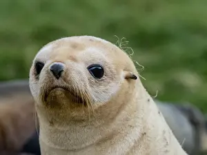 Young Animals Prints: Juvenile leucistic Antarctic fur seal (Arctocephalus gazella), St