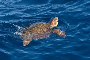 Senegal Prints: Juvenile loggerhead turtle (Caretta caretta) swimming with head raised above the sea surface