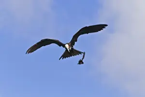 Petrel Prints: Juvenile magnificent frigatebird (Fregata magnificens)