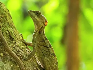 A juvenile male common basilisk (Basiliscus basiliscus) on a tree next to a stream in Caletas, Costa Rica, Central America