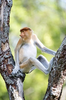 Borneo Prints: Juvenile male proboscis monkey (Nasalis larvatus)