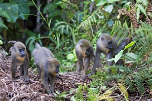 Young Animals Prints: Juvenile mandrills (Mandrill sphinx), Parc de la Lekedi, Haut-Ogooue, Gabon, Africa