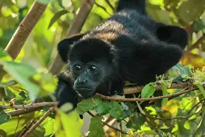 Rica Prints: Juvenile mantled howler monkey (Alouatta palliata) in Pacific coast forest