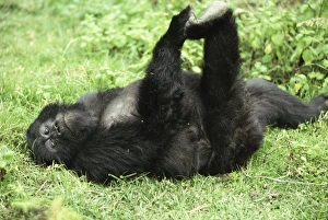 Juvenile Mountain Gorilla (Gorilla g. beringei) playing, Virunga Volcanoes
