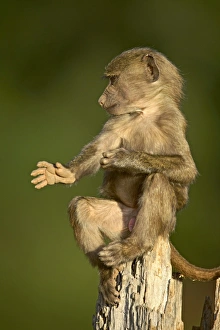 Samburu Prints: Juvenile olive baboon