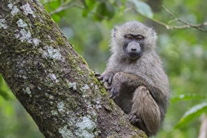 Juvenile olive baboon sitting in tree, Arusha National Park, Tanzania, East Africa Juvenile olive baboon sitting in tree, Arusha National Park, Tanzania, East Africa