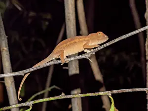Nocturnal Prints: Juvenile Oustalets chameleon on branch in Madagascar forest at night