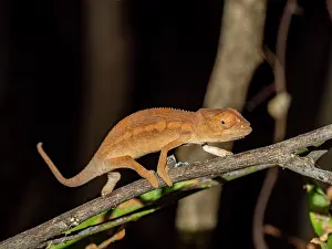 Small Prints: Juvenile Oustalets chameleon exploring its habitat in Madagascar's Anjajavy Private Reserve during the day