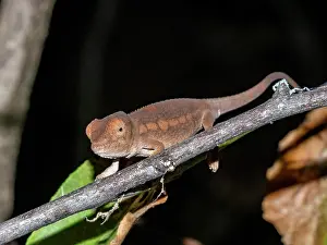 Nocturnal Prints: Juvenile Oustalets chameleon observed in Madagascar during a night exploration of its habitat