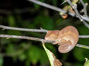 Sanctuary Prints: Juvenile Oustalets chameleon found in the trees of Anjajavy Private Reserve in Madagascar