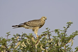 Images Dated 24th February 2007: Juvenile pale chanting goshawk (Melierax canorus), Kgalagadi Transfrontier Park