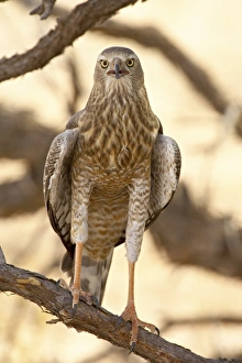 Images Dated 26th February 2007: Juvenile pale chanting goshawk (Melierax canorus), Kgalagadi Transfrontier Park