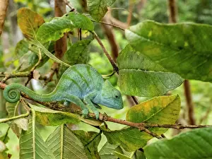 Lizard Prints: Juvenile Parsons chameleon on a branch in Madagascar rainforest near Mantadia Lodge