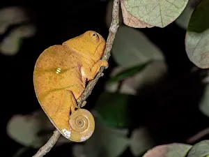 Nighttime Prints: Juvenile Parsons chameleon on a branch in Madagascar's Ranomafana Botanical Gardens during nighttime
