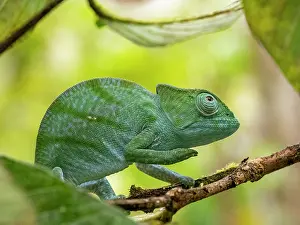Lizard Prints: Juvenile Parsons chameleon Calumma parsonii crustifer resting on a branch in Madagascar