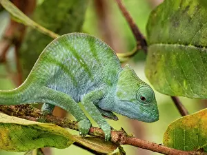 Small Prints: Juvenile Parsons chameleon moves on a branch in Madagascar rainforest during a bright day