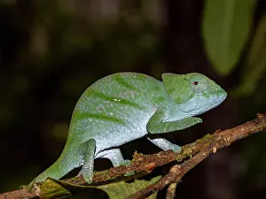Small Prints: Juvenile Parsons chameleon observed in its natural habitat at Mantadia Lodge in Madagascar