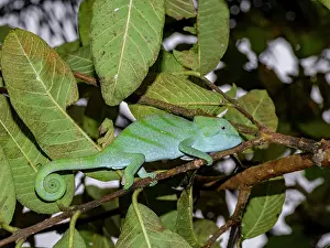 Lizard Prints: Juvenile Parsons chameleon resting on branches surrounded by green leaves in Madagascar rainforest