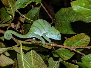 Lizard Prints: Juvenile Parsons chameleon rests on branch surrounded by leaves in Madagascar forest