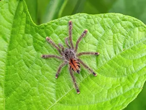 Entomology Prints: A juvenile Peruvian pinktoe tarantula